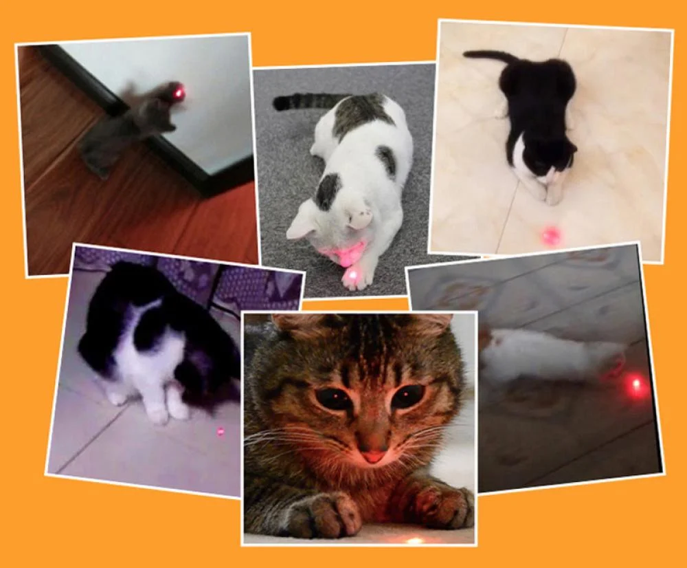 Laser Light for Cats