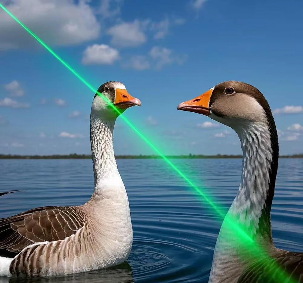 Fight between Canadians and geese